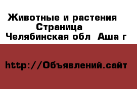  Животные и растения - Страница 5 . Челябинская обл.,Аша г.